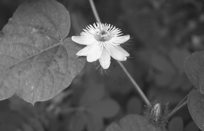 Monochrome desert Cacti flower